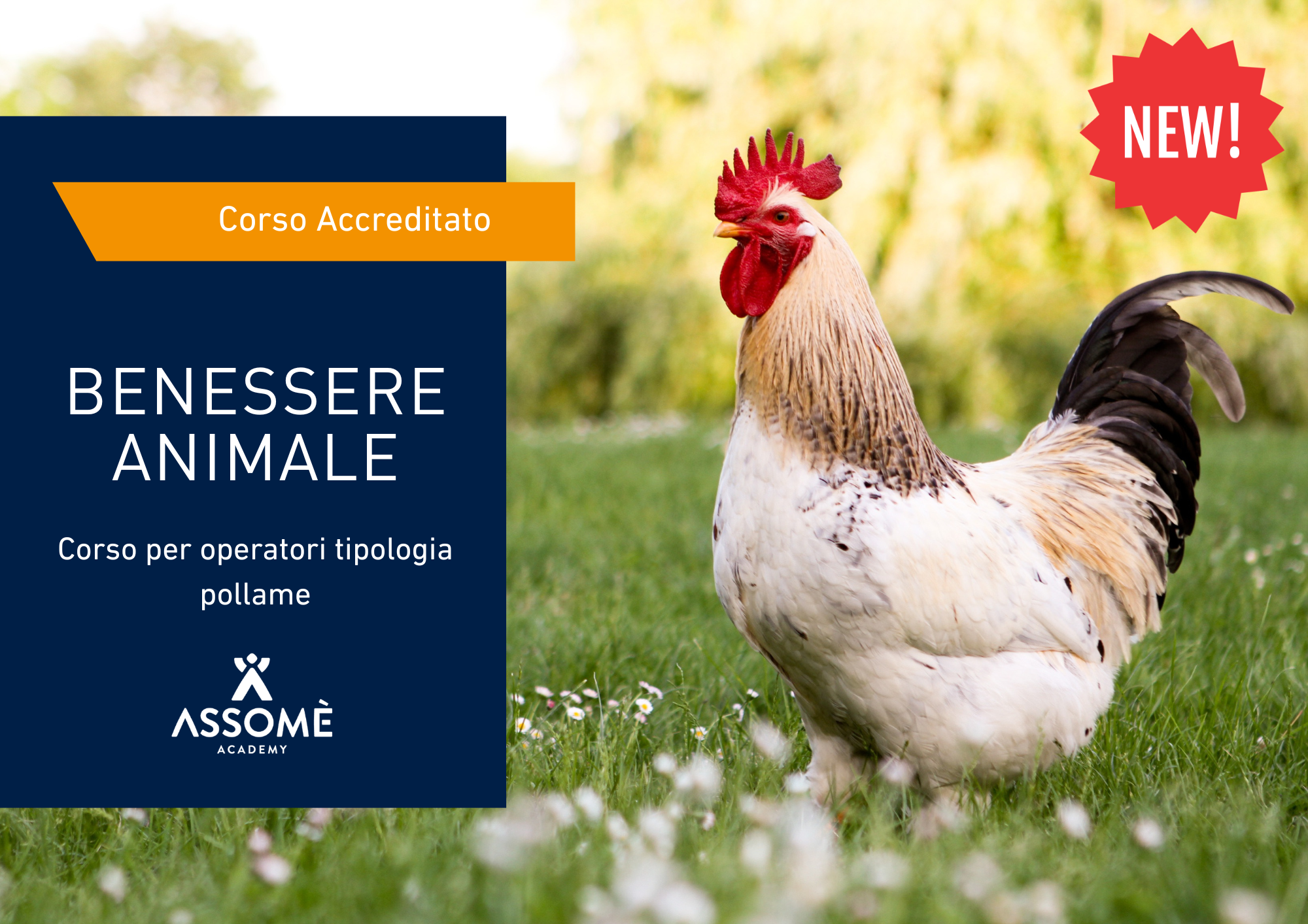 Benessere Animale (Operatori tipologia Pollame)