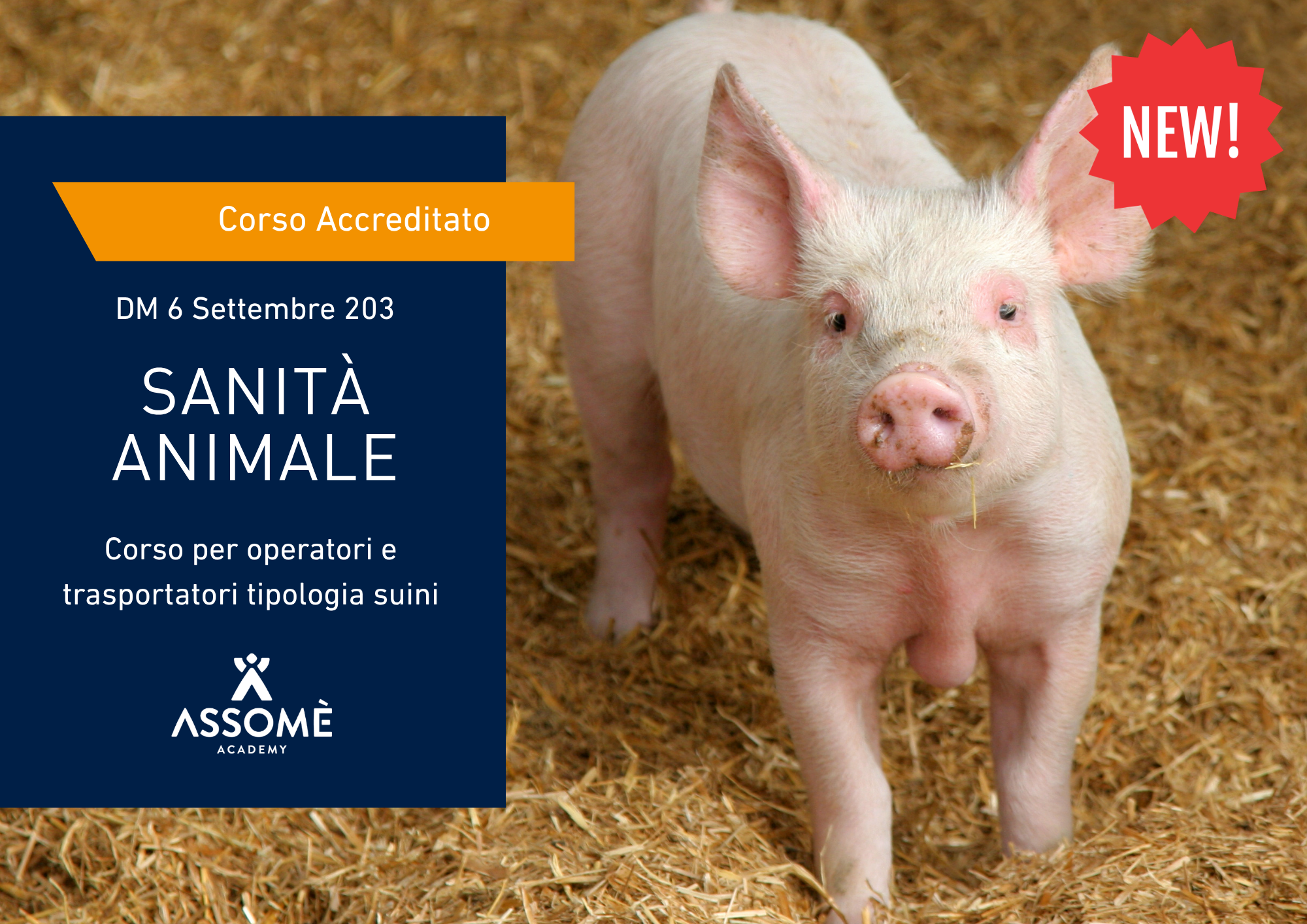 Sanità Animale - Suini